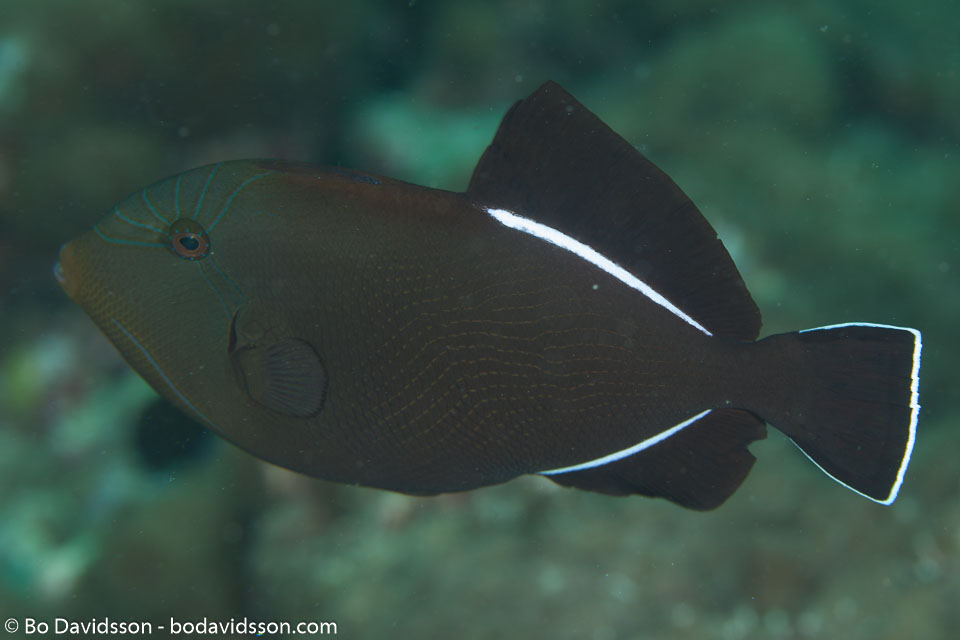 BD-130713-Maldives-0500-Melichthys-indicus.-Randall---Klausewitz.-1973-[Indian-triggerfish].jpg